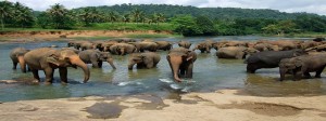 Sri Lanka Tour Holiday Travel Packages